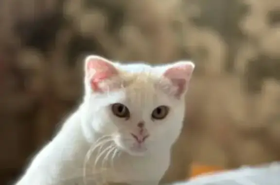 Пропала белая кошка, ул. Свердлова 81, Ялта