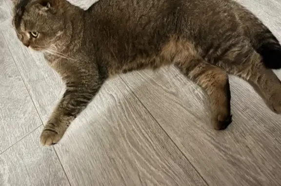 Найдена кошка, Киров, фото: Кошка найдена: ул. Некрасова, 46, Киров