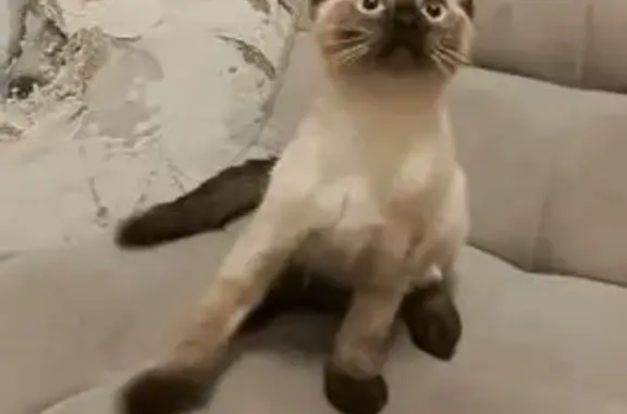 Пропала сиамская кошка, Солунина 1, Сегежа