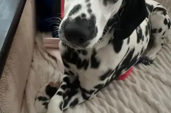 Пропала собака, Водонапорная ул. 6, Серпухов