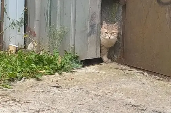 Найдена кошка, Лобня, фото: Кошка найдена: ул. Маяковского, 12, Лобня