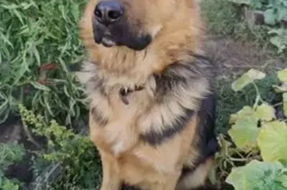 Пропала собака, ул. Крюкова 136, Кызыл