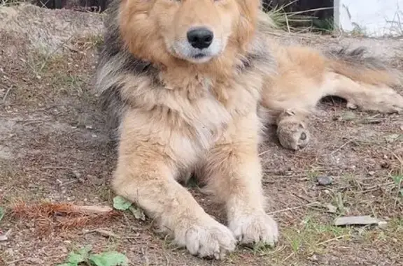 Найдена собака, Зеледеевский сельсовет, фото: Собака найдена в Зеледеево, Красноярск
