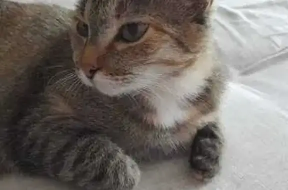 Кошки потеряшки, Усолье-Сибирское, фото: Потеряшка рыжая кошка, Молотовая 80, Усолье