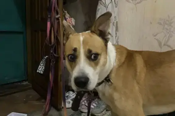 Найдена собака, Красноярск