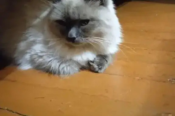 Найденные животные Камышлов, фото: Найдена кошка на Комсомольской, 23, Камышлов