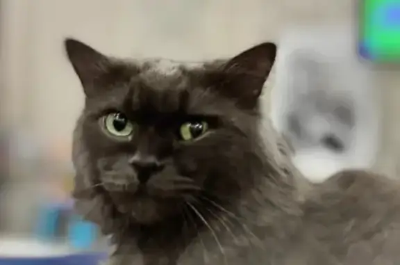 Кошки потеряшки, Энгельс, фото: Потеряшка кошка, ул. Тельмана 25, Энгельс