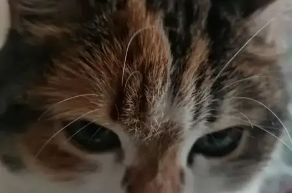 Кошки потеряшки, Томск, фото: Потеряшка кошка, ул. Кулагина, Томск