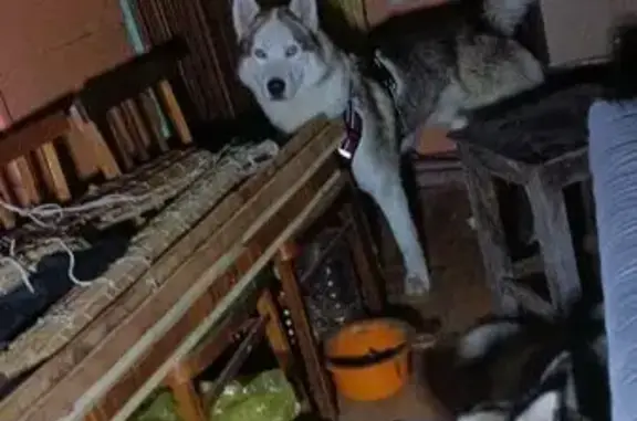 Собаки потеряшки, Искитим, фото: Потеряшка собака, Советская ул. 6, Искитим