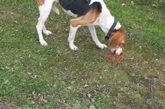 Объявления о пропавших и найденных животных, Юрюзань, фото: Гончая найдена, ул. Сахарова 3, Юрюзань