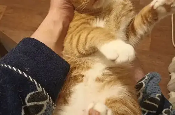 Кошки потеряшки, Санкт-Петербург, фото: Потеряшка кошка, Светлановская пл., СПб