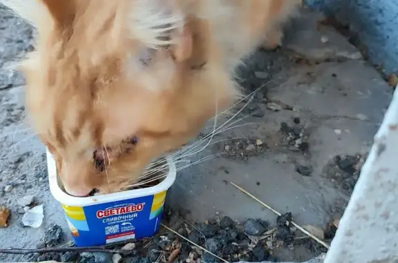 Кошка найдена на Советской 127, Магнитогорск