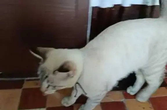 Кошка найдена на Монтажной, Владивосток