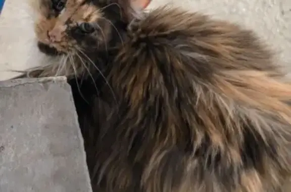 Кошка найдена на Подгорной, 87, Томск