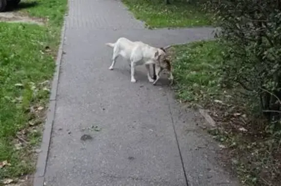 Лабрадор найден на Горького, 156, Калининград