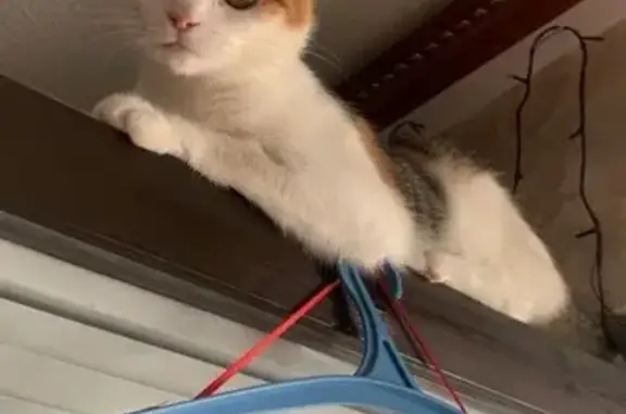 Кошки потеряшки, Кубинка, фото: Потеряшка кошка, Кубинка 8