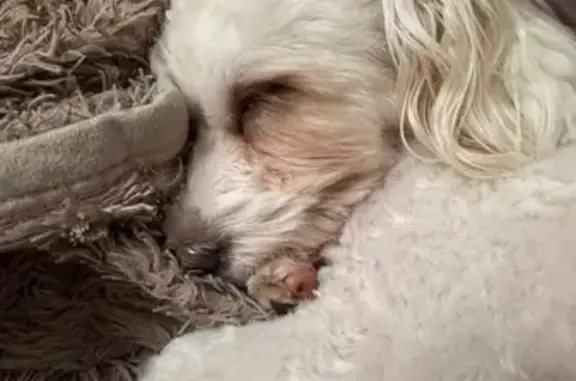 Собаки потеряшки, Челябинск, фото: Потеряшка собака, ул. Королёва, 43, Челябинск