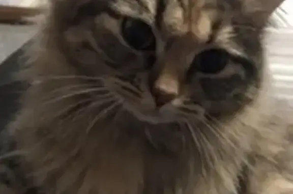 Пропала кошка в Губкине, Белгородская обл.