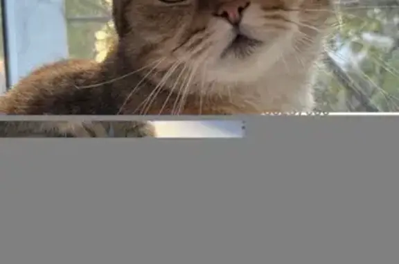 Пропала кошка, Омск, ул. Бородина 4/1