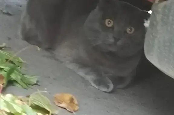 Найдена кошка, Москва, фото: Кошка найдена: Сапёрный проезд, 9, Москва