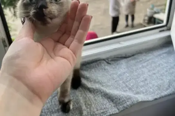 Найдена кошка, Рубцовск, фото: Найдена кошка, Красная ул. 91, Рубцовск