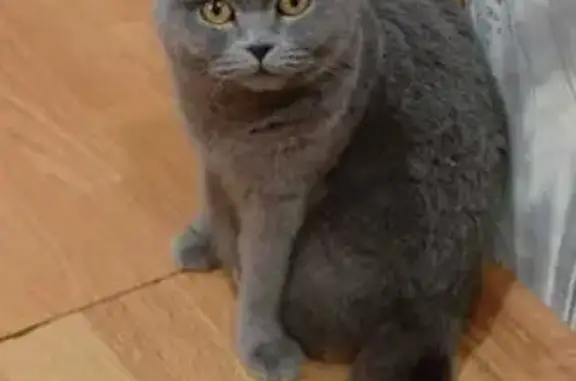 Пропала кошка, Новый пер., 11А, Березник