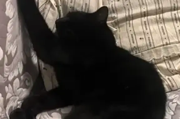 Кошки потеряшки, Владивосток, фото: Потеряшка кот, пр. Красного Знамени 133/4