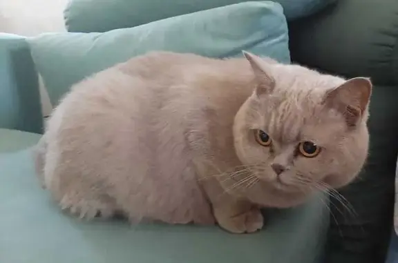 Кошка найдена: Давыдковская ул., 2 к3