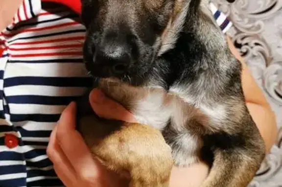 Найдена собака, Кемерово, фото: Найдена собака, Институтская 26А, Кемерово