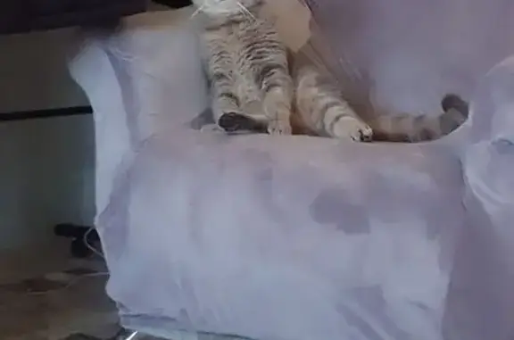 Пропала кошка, Северобайкальск, Бурятия