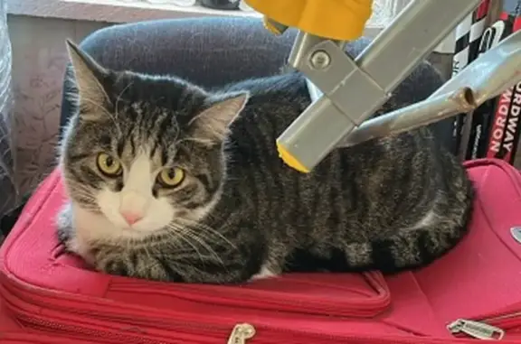 Пропала кошка, ул. Победы, Егорьевск