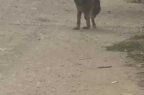 Найдена собака, Астрахань, фото: Овчарка найдена на 4-й Воскресенской, 53