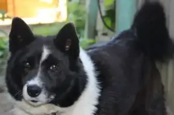 Пропала собака в Вологодской области
