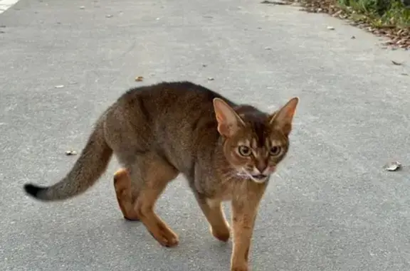 Абиссинская кошка найдена в Юрьевце