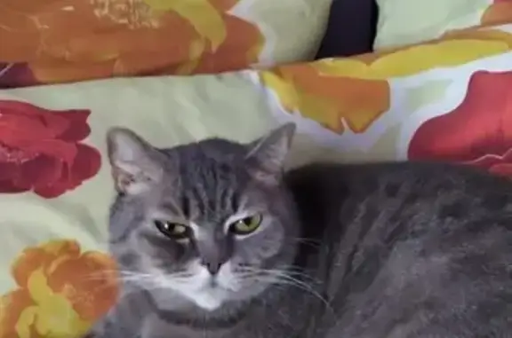 Пропала кошка, ул. Карла Маркса, 61А