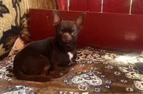 Пропала собака у с. Заветное, Каспий