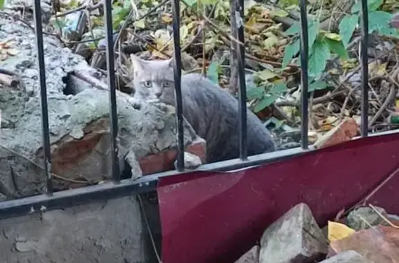 Кошка найдена у ул. Пушкина, 23, Томск