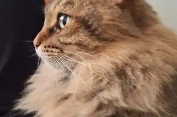 Кошки потеряшки, Тюмень, фото: Потеряшка кот на Федюнинского, 13, Тюмень