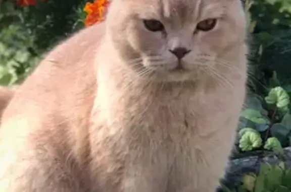 Кошки потеряшки, Марковское, фото: Потеряшка кошка, Марковское поселение