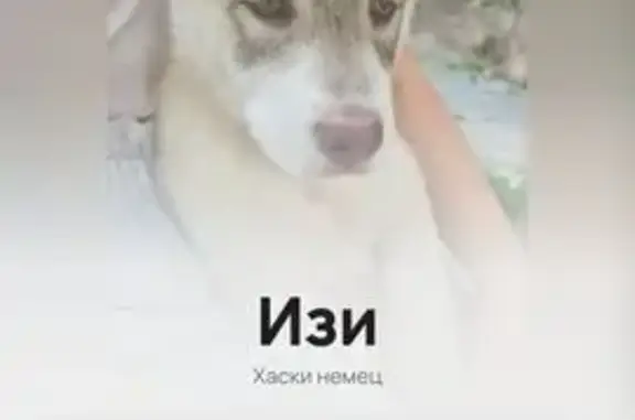 Пропала собака, Пермь, Встречная ул.