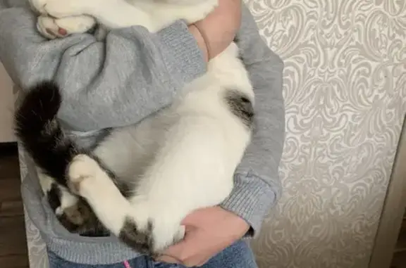 Кошка найдена: Светлый переулок, 30, Томск