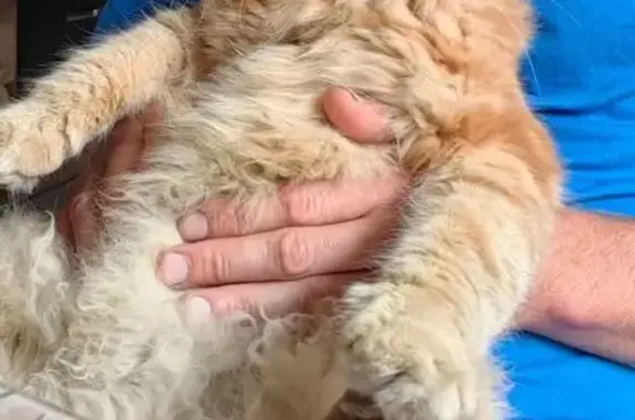 Кошки потеряшки, Курск, фото: Потеряшка рыжая мейкун, Курск, 2-я Вишнёвая 1