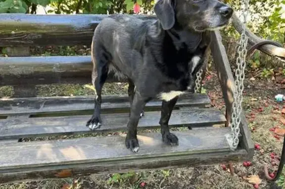 Пропала собака в СНТ Прогресс, Черников