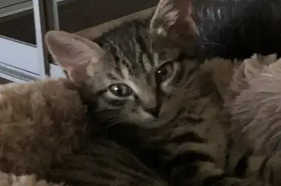 Пропала кошка, ул. Жердева, 82, Улан-Удэ