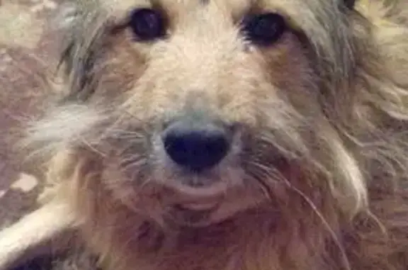 Собаки потеряшки, Челябинск, фото: Потеряшка собака, ул. Барбюса, 128, Челябинск