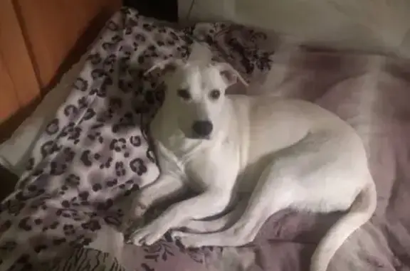 Пропала собака, Барнаульская ул., Калининград