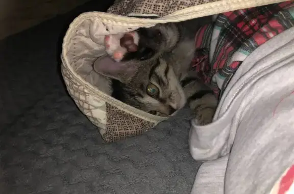 Пропала кошка, Жердева 82, Улан-Удэ