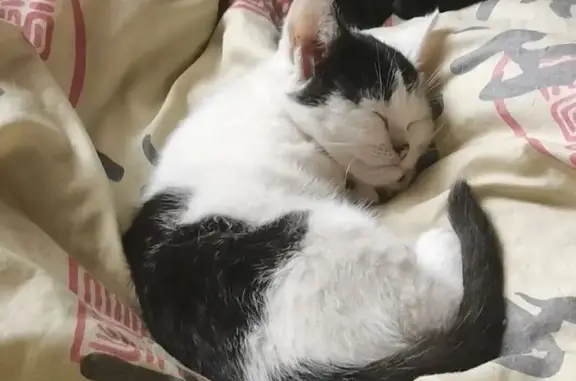 Кошки потеряшки, Луга, фото: Потеряшка кошка, Нарвская ул., 12, Луга