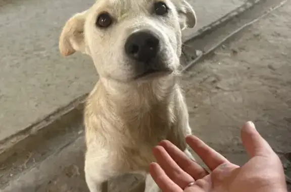 Найдена собака, городской округ Батайск, фото: Найдена собака, Ленинградская ул., Батайск
