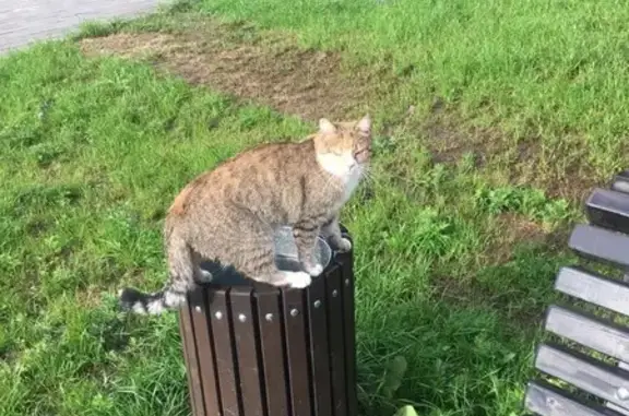 Найдена кошка, Владикавказ, фото: Кошка найдена у армянской церкви, Владикавказ